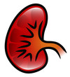 Kidney