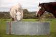 Horse feeder