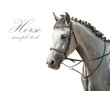 Photo: horse horse