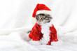 Christmas kitten in Santa stocking hat