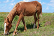 Wild Horse in Easter island (Chile)