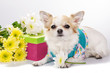 beautiful Chihuahua dog with gift box and flowers