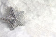 Wertvoller Silberstern im Winterkleid