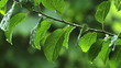 rain drops on green leaves