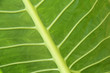 Foto: pflanze pflanze
