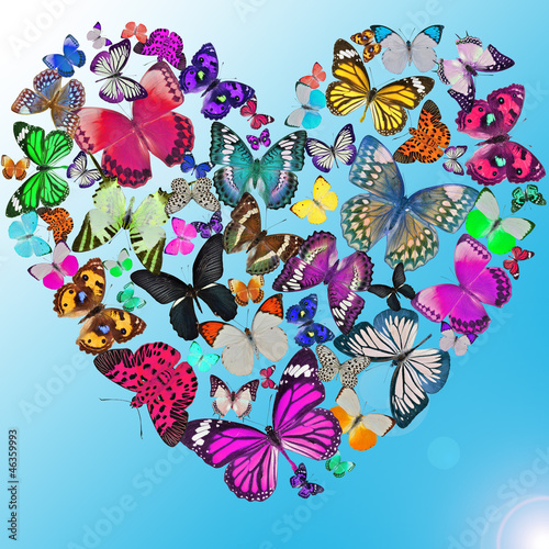 Photo: Heart of the butterflies Heart of the butterflies