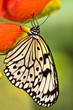 Weisse Baumnymphe (Idea leuconoe)