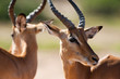 Impala
