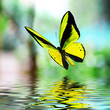 Butterfly 15