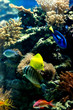 Tang on reef