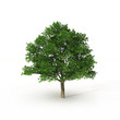Illustration: green tree on white green tree on white