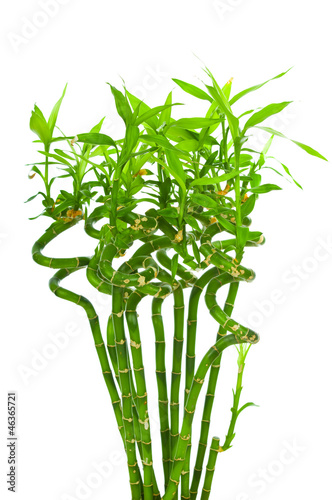 Photo: Fresh bamboo isolated on white background Fresh bamboo isolated on white background