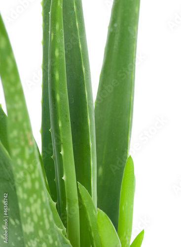 Photo: Aloe isolated on white background Aloe isolated on white background