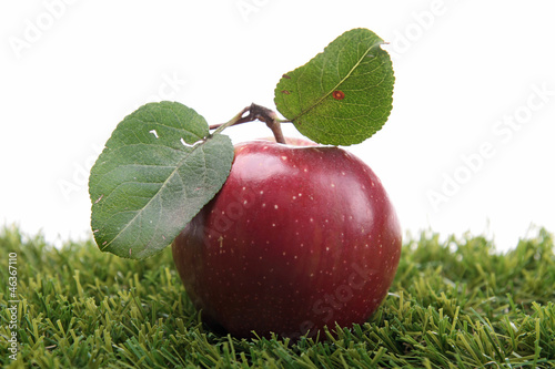 Photo: red apple on green herb red apple on green herb