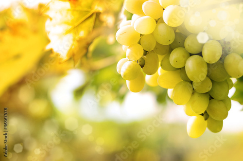 Photo: Green grapes on vine Green grapes on vine