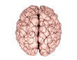 Brain Top View