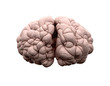 Brain Front View