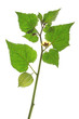 Kapstachelbeere (Physalis peruviana)