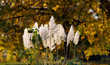 Herbstmotiv