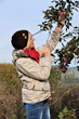 Frau pflückt einen Apfel im Herbst
