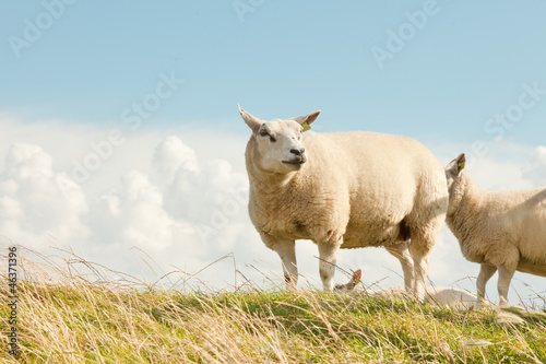 Photo: Sheep grazing in field of grass. Dike. Blue cloudy sky. Sheep grazing in field of grass. Dike. Blue cloudy sky.