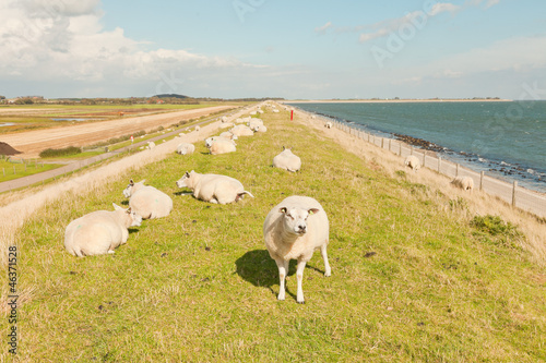 Photo: Sheep grazing in field of grass. Dike. Blue cloudy sky. Sheep grazing in field of grass. Dike. Blue cloudy sky.