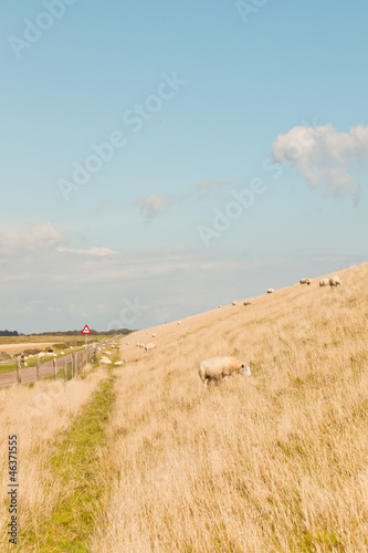 Photo: Sheep grazing in field of grass. Dike. Blue cloudy sky. Sheep grazing in field of grass. Dike. Blue cloudy sky.