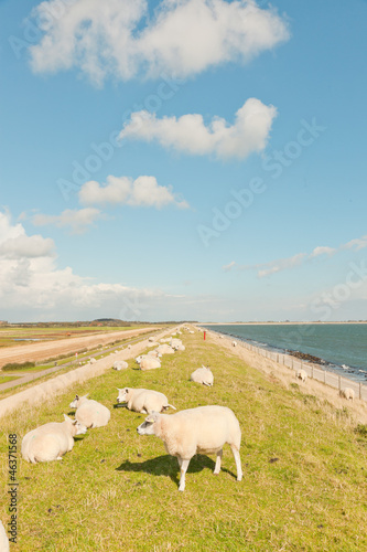 Photo: Sheep grazing in field of grass. Dike. Blue cloudy sky. Sheep grazing in field of grass. Dike. Blue cloudy sky.