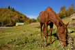 Horse in Nature