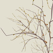 Autumn Dead Branches
