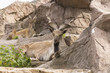 Wild screw-horned male-goat.