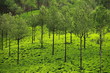 Landscape of green tea plantations. Munnar, Kerala, India
