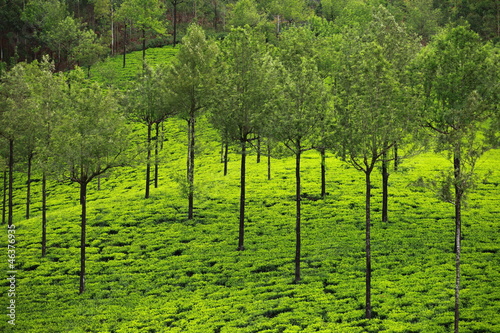 Photo: Landscape of green tea plantations. Munnar, Kerala, India Landscape of green tea plantations. Munnar, Kerala, India