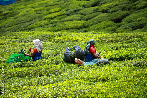 Photo: Woman picking tea leaves in a tea plantation, Munnar, India Woman picking tea leaves in a tea plantation, Munnar, India