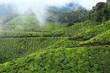 Landscape of green tea plantations. Munnar, Kerala, India