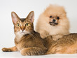 Cat and the puppy of the spitz-dog
