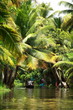Foto: Palm tree tropical forest in backwater of Kochin, Kerala, India Palm tree tropical forest in backwater of Kochin, Kerala, India