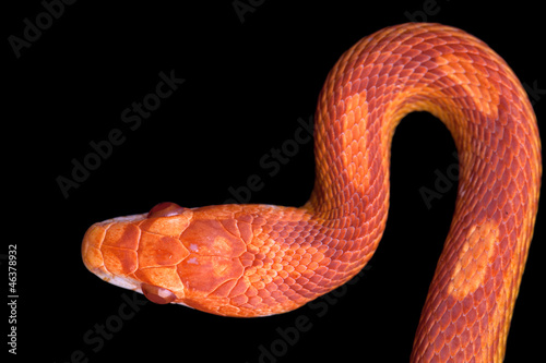 Photo: Close up of corn snake Close up of corn snake