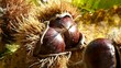Chestnuts. Castagne