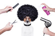 hairdresser  scissors comb dog spray