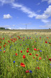 wild flowers