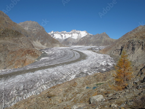 Photo: Aletschgletscher And Yellow Larch Aletschgletscher And Yellow Larch