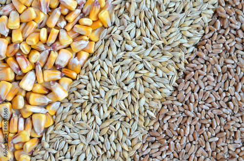Photo: colorful cereal seeds as background colorful cereal seeds as background