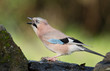 Jay bird