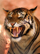 Photo: Angry Face Tiger Angry Face Tiger