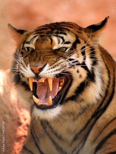 Photo: Angry Face Tiger Angry Face Tiger