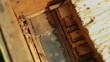 Worker Bees on Honeycomb