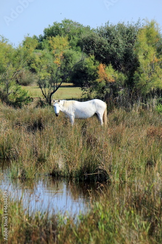 Photo: Horse in Camargue, France Horse in Camargue, France