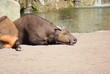 African Forest Buffalo - Syncerus caffer nanus