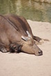 African Forest Buffalo - Syncerus caffer nanus